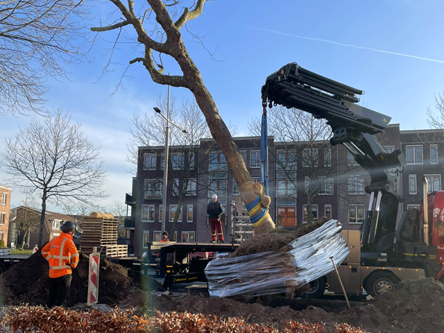 Boom aan Laan van Welhorst wordt verplant