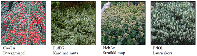 De Schoof_overzicht bloemen 1