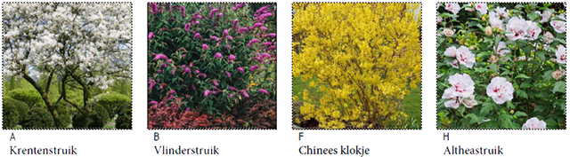 Groenewaal_Overzicht planten 1