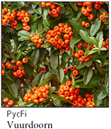 Groenewaal_Overzicht planten 5